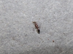 Temnothorax schaumii