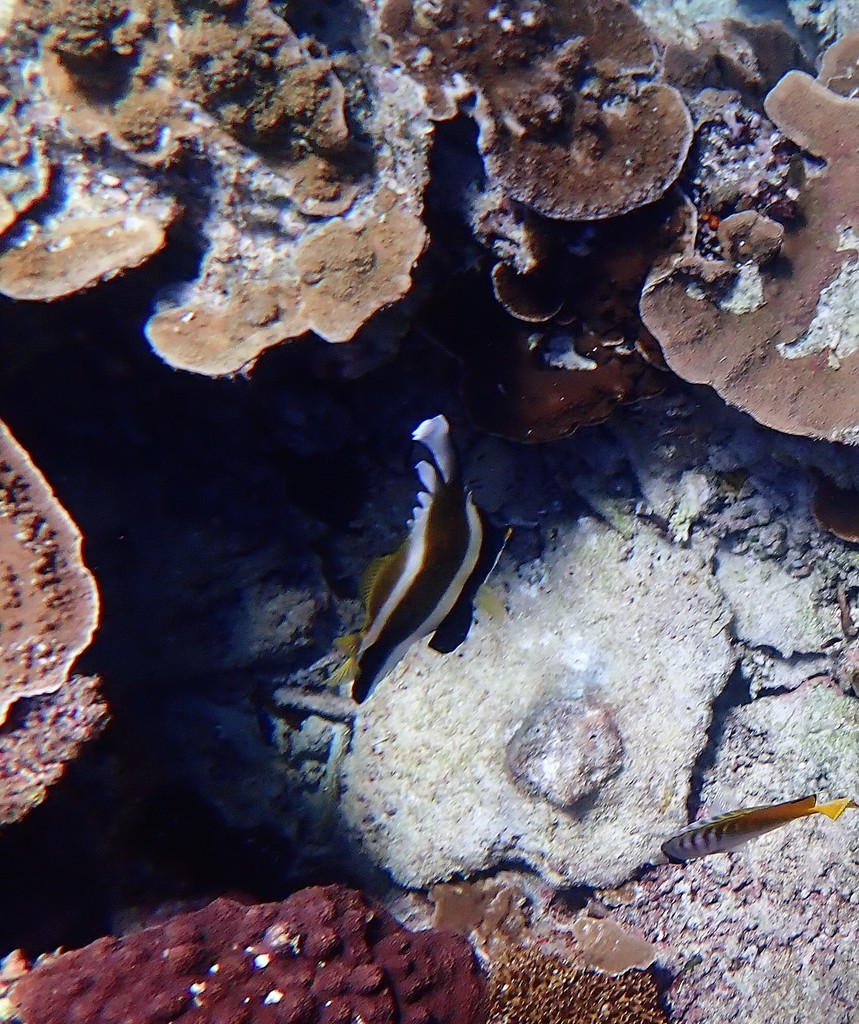 Photo of Golden-striped Coachwhip (Heniochus chrysostomus)