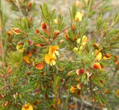 Pultenaea tenuifolia