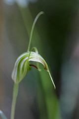 Pterostylis decurva