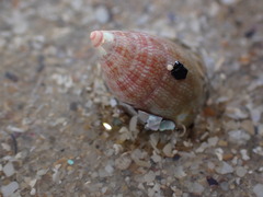 Phasianotrochus irisodontes