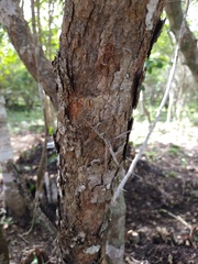 Xylosma horrida