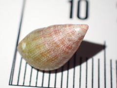 Phasianotrochus irisodontes