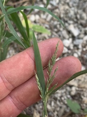 Muhlenbergia frondosa