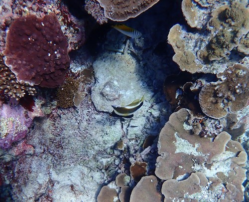 Photo of Golden-striped Coachwhip (Heniochus chrysostomus)