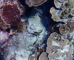 Heniochus chrysostomus