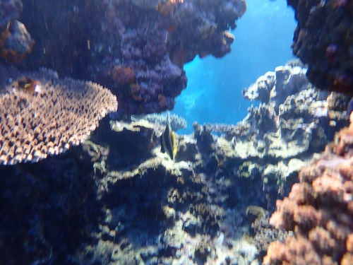 Photo of Golden-striped Coachwhip (Heniochus chrysostomus)