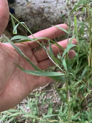 Muhlenbergia frondosa