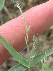 Muhlenbergia frondosa