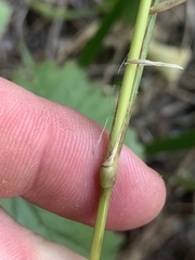 Muhlenbergia frondosa