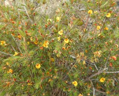 Pultenaea tenuifolia