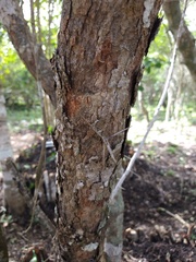 Xylosma horrida