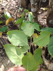 Xylosma horrida