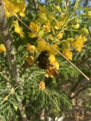 Xylocopa sonorina