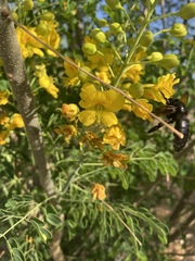 Xylocopa sonorina