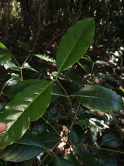 Olea paniculata