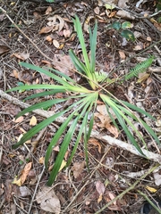 Dianella caerulea assera