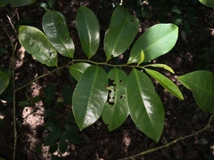 Eupomatia laurina