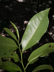 Eupomatia laurina