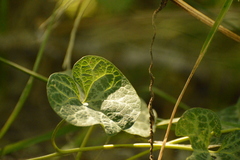 Aristolochia fimbriata
