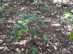 Eupomatia laurina
