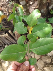 Xylosma horrida