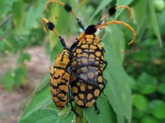 Aristobia approximator