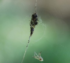 Cyclosa octotuberculata