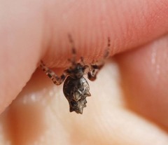 Cyclosa octotuberculata