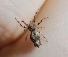 Cyclosa octotuberculata