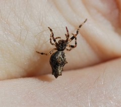 Cyclosa octotuberculata