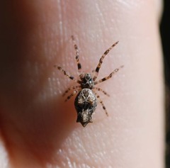 Cyclosa octotuberculata