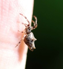 Cyclosa octotuberculata