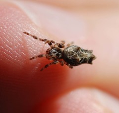 Cyclosa octotuberculata