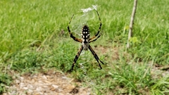 Argiope aurantia image