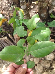 Xylosma horrida