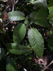 Rubus nebulosus