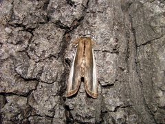 Truncaptera truncata
