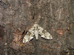 Manduca florestan