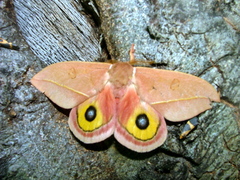 Automeris cecrops pamina