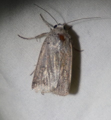 Proteuxoa hypochalchis