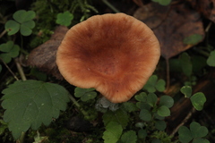 Lactarius tabidus