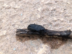 Asiopus minimus