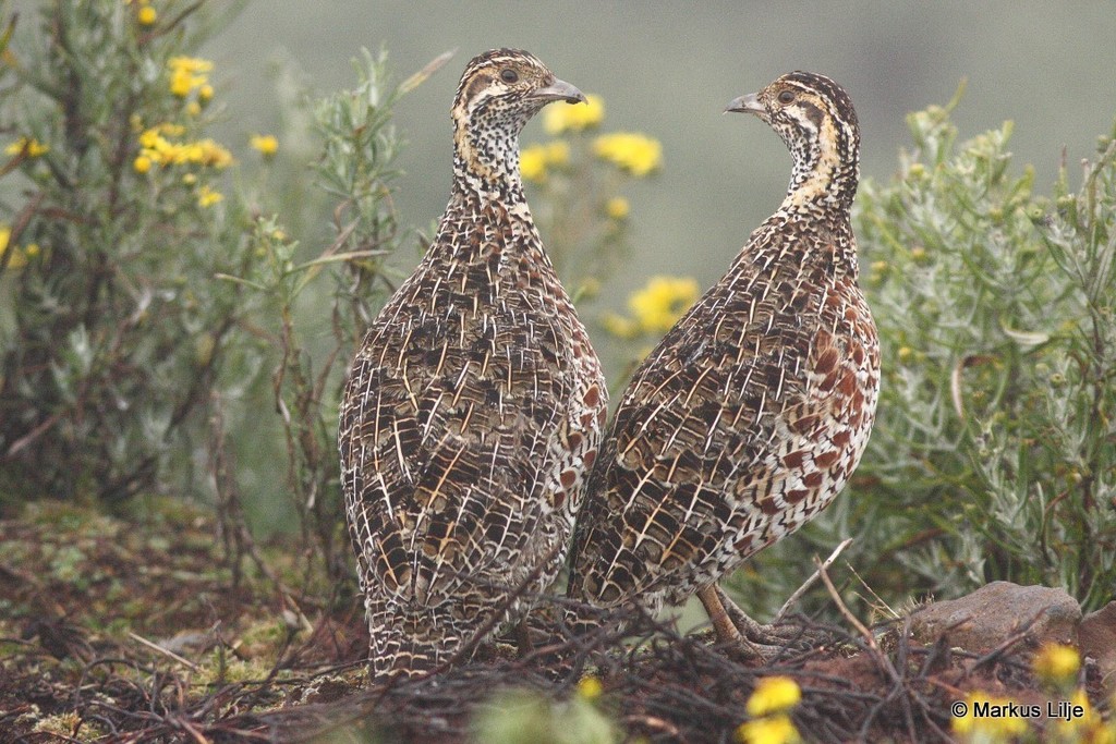 Pale-throated Francolins