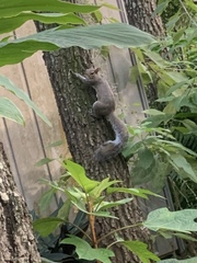 Sciurus carolinensis