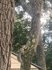 Sciurus carolinensis