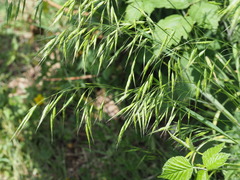 Bromus racemosus