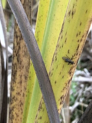 Sciomyzoidea