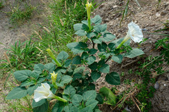 Datura