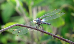Libellula comanche